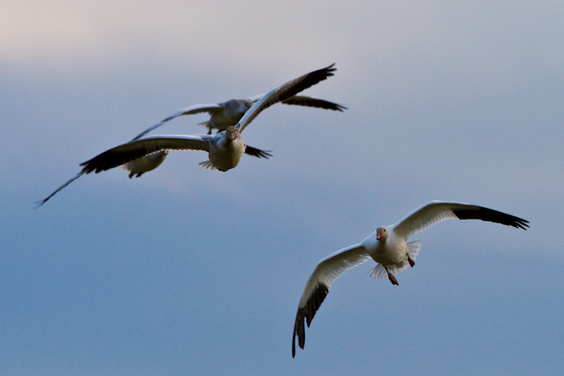 Snow Geese In Flight